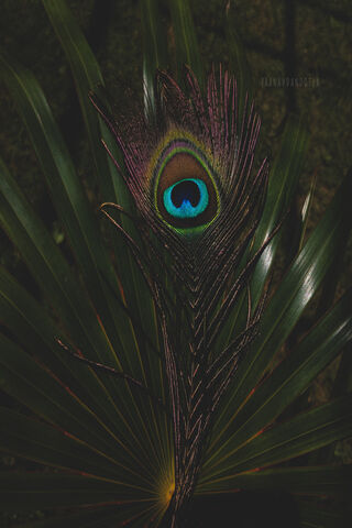 Vibrant Peacock Feather