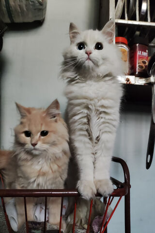 Adorable Duo: The Purrfect Pair! 🐾❤️