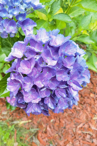 Beautiful Blue Hydrange..