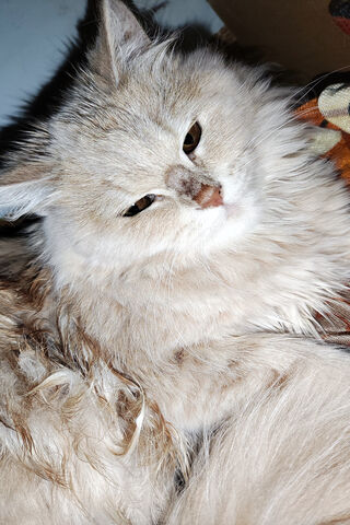 Fluffy Feline Friend 🐾