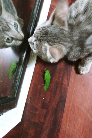Killer Kitty