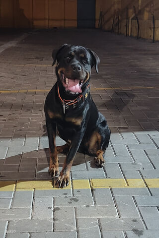Happy Rottweiler in the..
