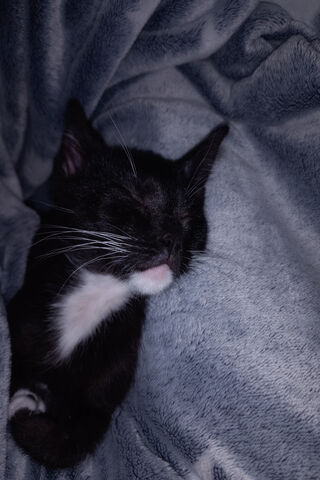 Cozy Cat Nap 🐾💤