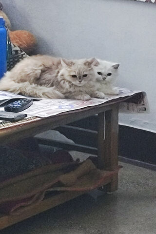 Kitten Pairs