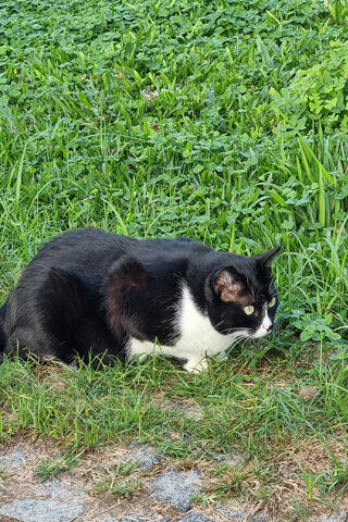 Curious Cat in the Gras..