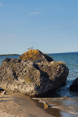 Seagull's Perch on a Rocky Shore 🌊🕊️