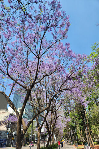 Blooming Beauty in the ..