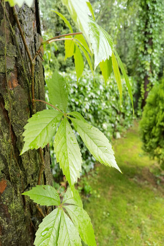 Whispers of Nature: The..
