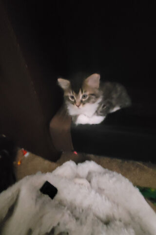 Adorable Kitten Caught ..