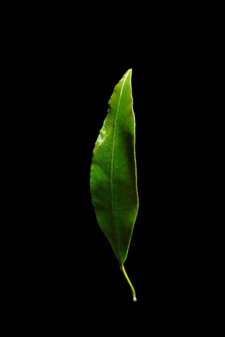 Elegant Green Leaf 🌿