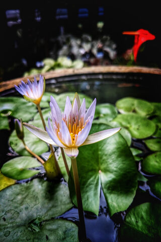 Serene Water Lilies 🌸💧