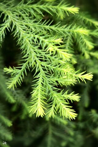 Lush Greenery 🌿✨