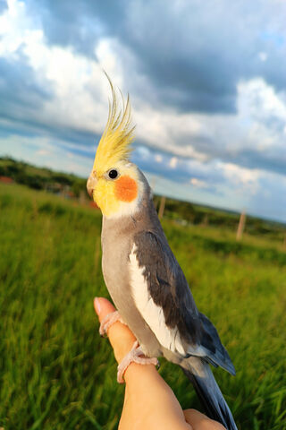 Charming Cockatiel in N..