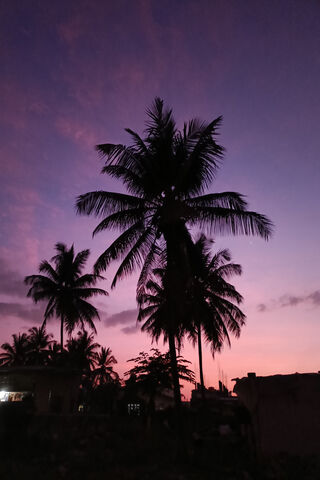 Tropical Twilight 🌅🌴