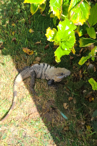 Curious Iguana in the Garden 🦎🌿