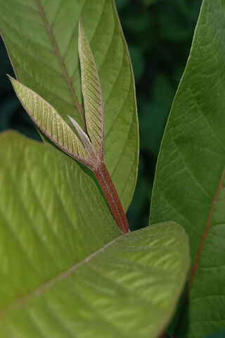 Leaf At Night