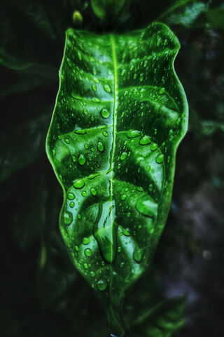 Leaf 