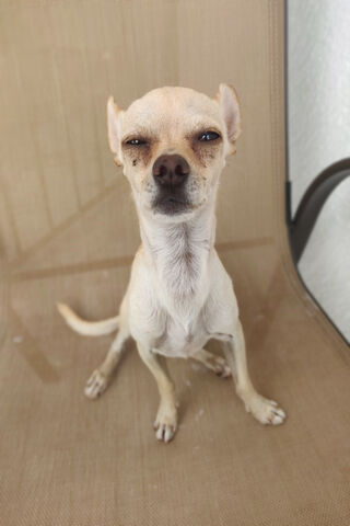 Sassy Chihuahua 😄🐾