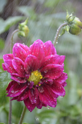 Drenched in Beauty: The..