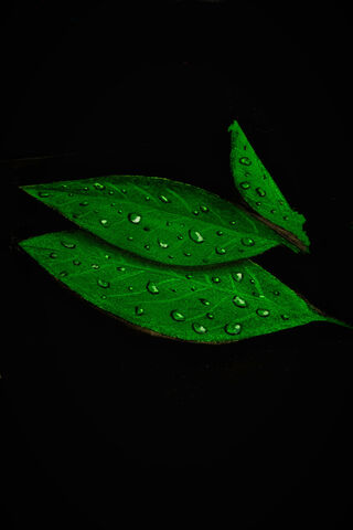 Leaf