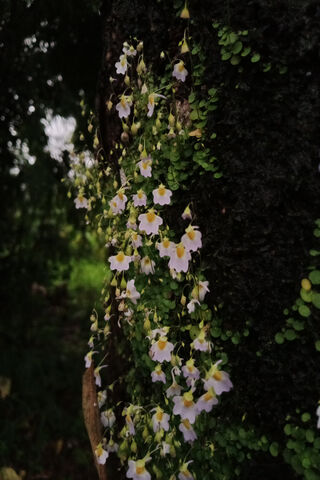 Whispers of the Littlef..