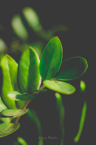 Nature's Green Embrace 🌿