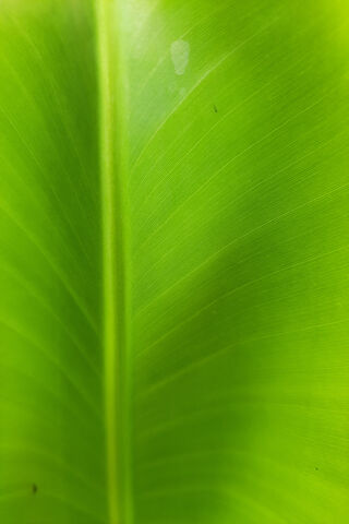 Lush Green Leaf 🌿