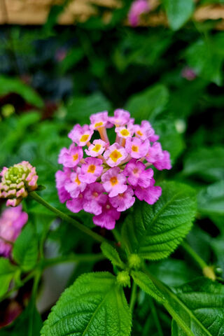 Vibrant Lantana Blooms 🌸✨