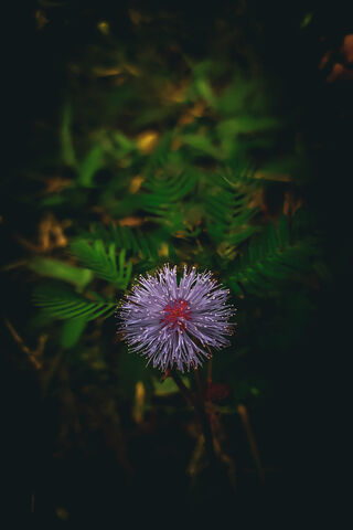 Mimosa Pudica