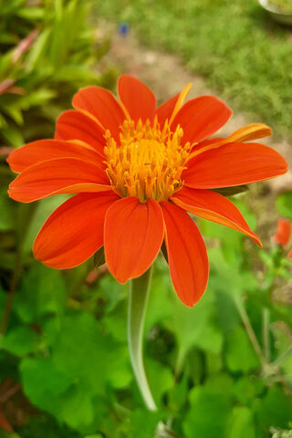 Vibrant Orange Beauty 🌼