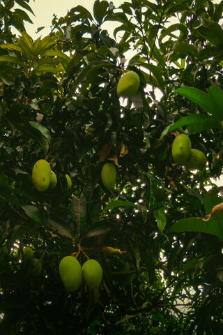 Lush Mango Orchard 🍑🌿