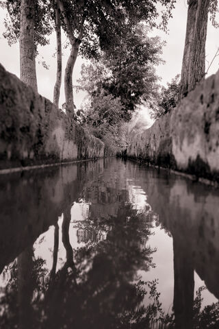 Tranquil Reflections 🌳💧
