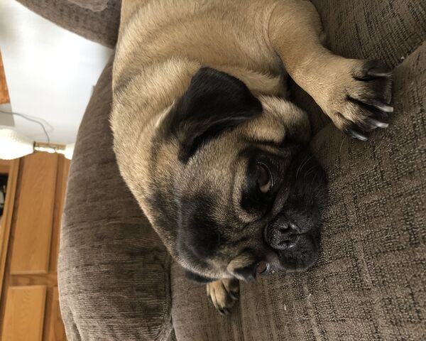 Maya the Melancholy Pug..