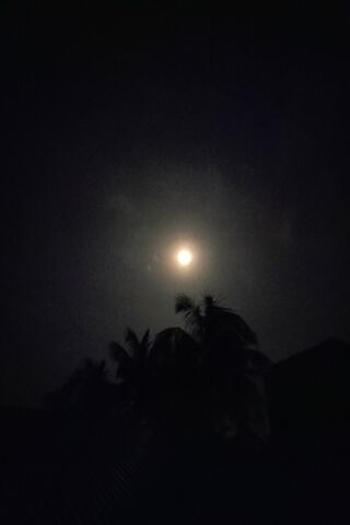 Moonlit Night