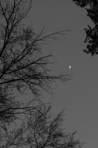 Moonlit Serenity 🌙🌳