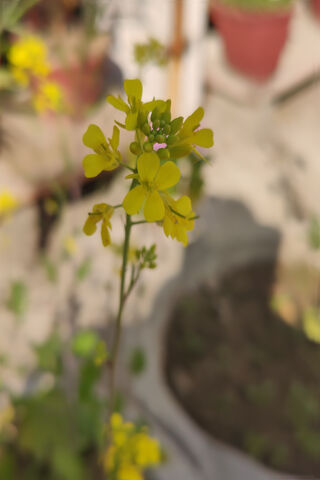 Mustard Flower