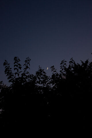 Serene Crescent Night 🌙