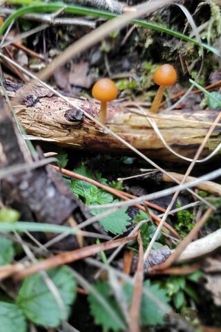 Mushrooms Forest