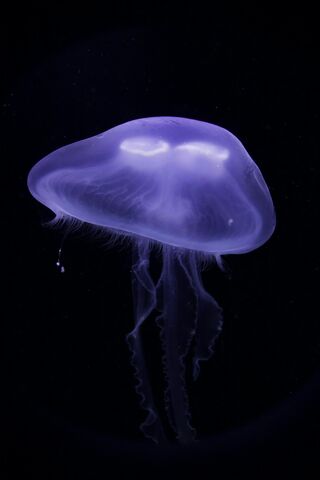 Glowing Beauty of the Deep 🌊✨