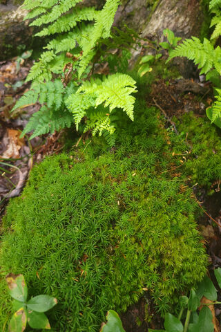 Lush Green Forest Floor..
