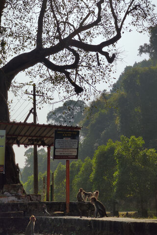 Monkeys and The View