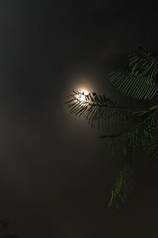 Moonlit Serenity 🌙🌿