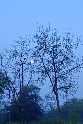 Moonlit Serenity 🌙🌳