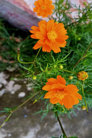 Vibrant Orange Blossoms..