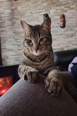 Cozy Cat Vibes 🐾✨