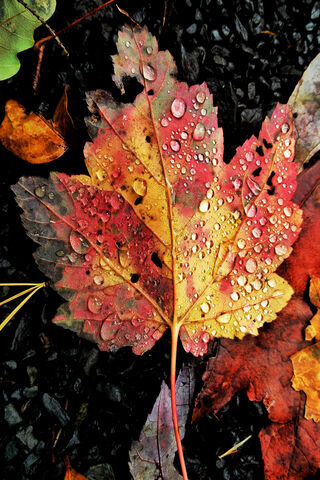Autumn's Gem 🍂✨