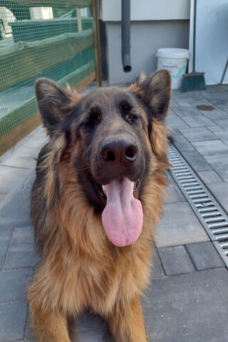 Happy German Shepherd E..