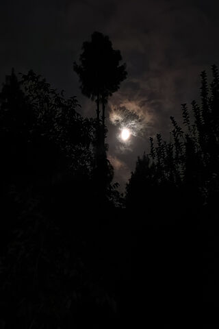 Enchanted Moonlit Night..