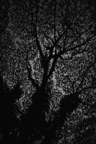 Enigmatic Silhouette 🌳🌌