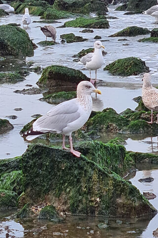 Meeuw: The Coastal Sentinel 🐦🌊